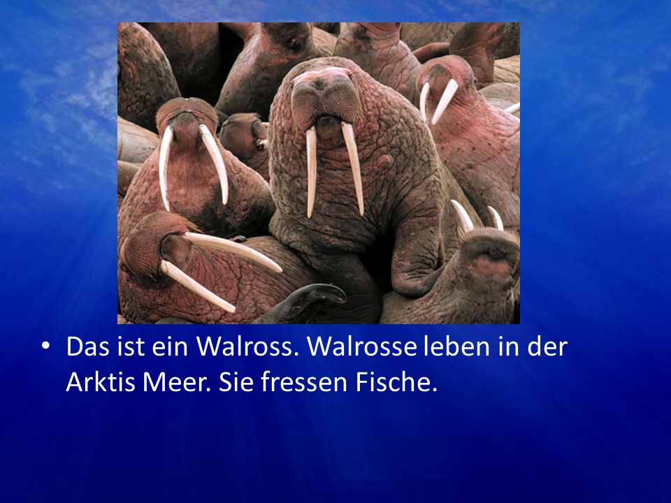 Das ist ein Walross. Walrosse leben in der Arktis Meer