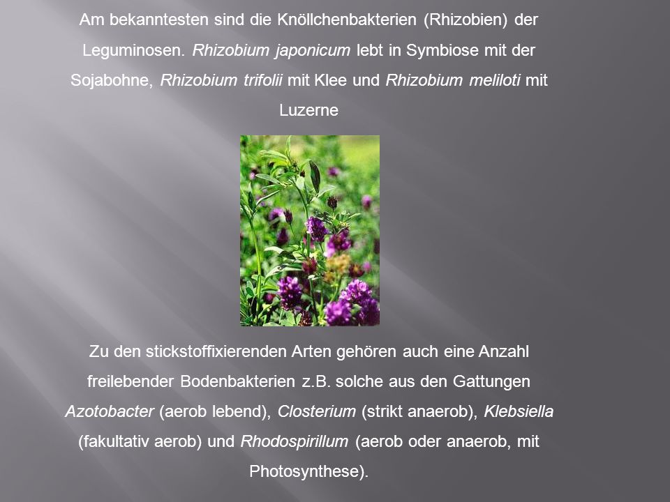 Am bekanntesten sind die Knöllchenbakterien (Rhizobien) der Leguminosen. Rhizobium japonicum lebt in Symbiose mit der Sojabohne, Rhizobium trifolii mit Klee und Rhizobium meliloti mit Luzerne