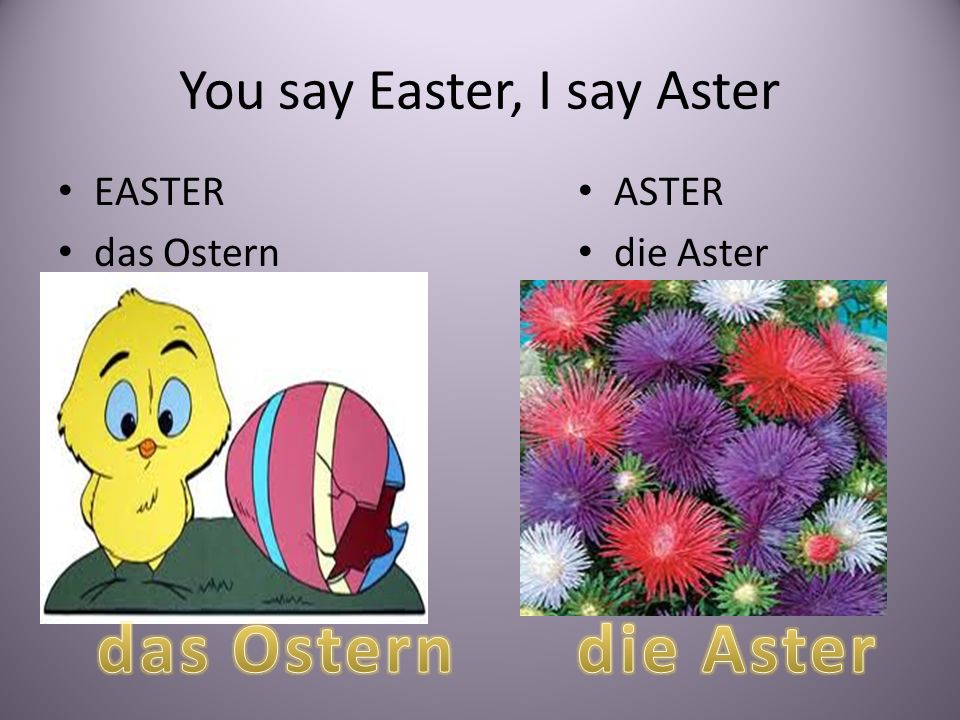 You say Easter, I say Aster