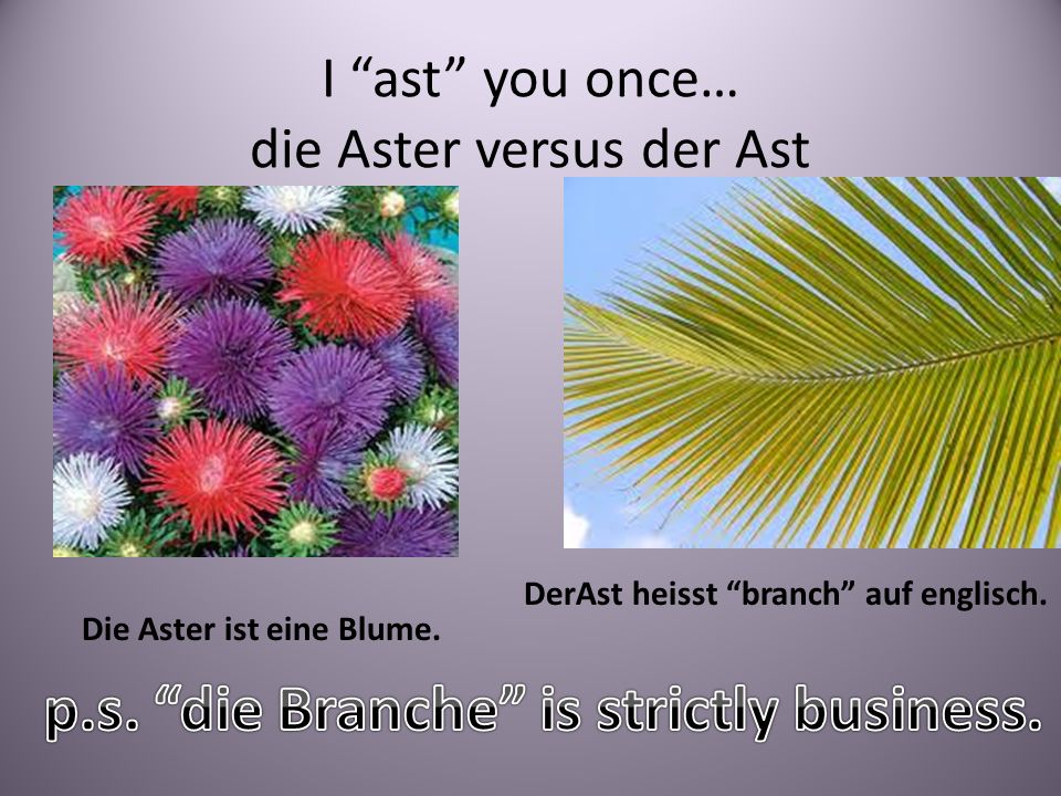 I ast you once… die Aster versus der Ast