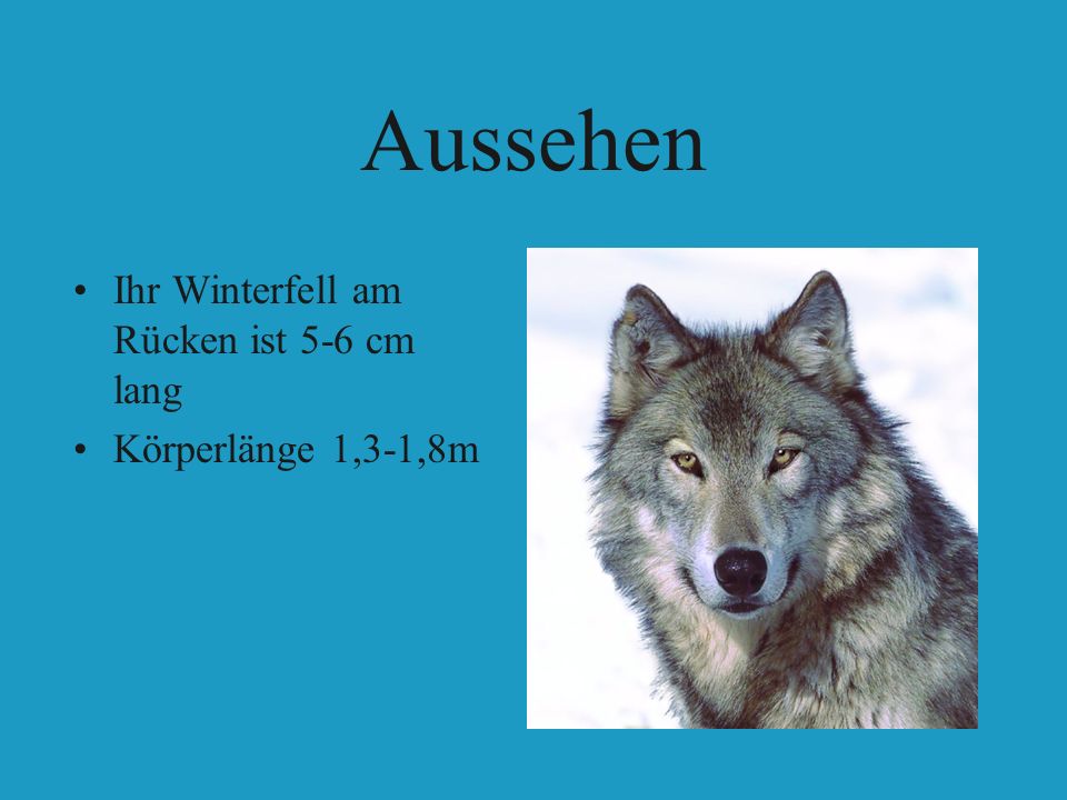 Aussehen Ihr Winterfell am Rücken ist 5-6 cm lang Körperlänge 1,3-1,8m