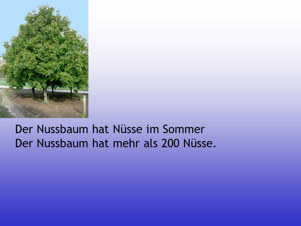 Der Nussbaum hat Nüsse im Sommer Der Nussbaum hat mehr als 200 Nüsse.