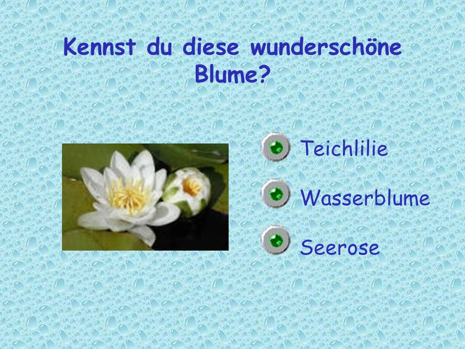 Kennst du diese wunderschöne Blume