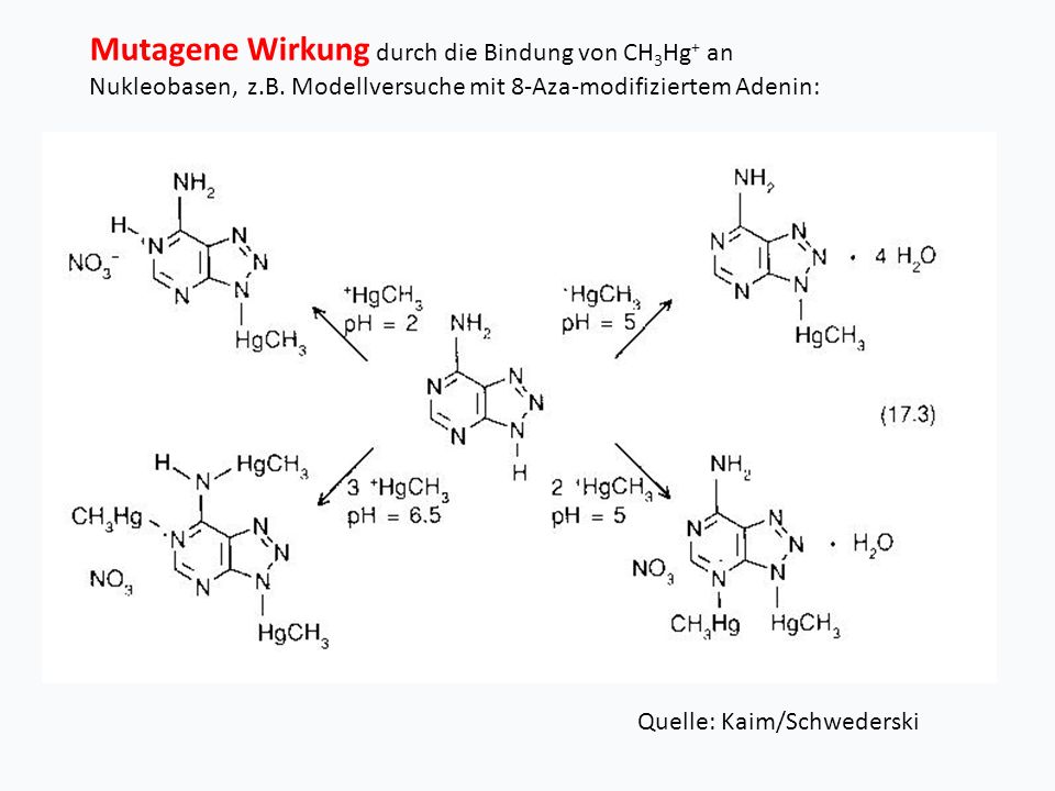 Mutagene Wirkung durch die Bindung von CH3Hg+ an Nukleobasen, z. B