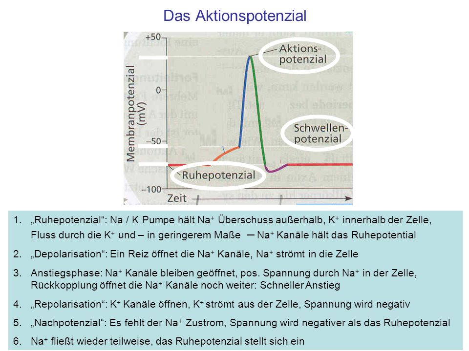 Das Aktionspotenzial
