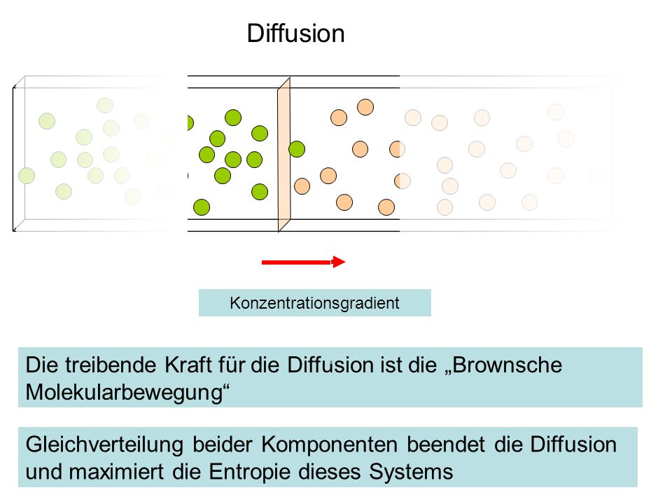 Konzentrationsgradient