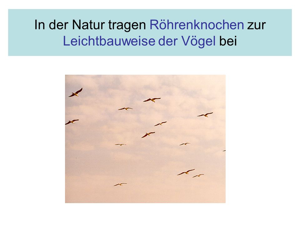 In der Natur tragen Röhrenknochen zur Leichtbauweise der Vögel bei