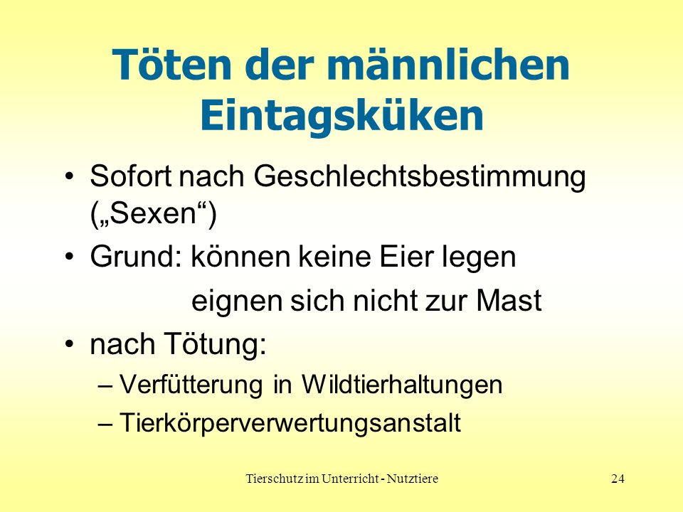 Töten der männlichen Eintagsküken