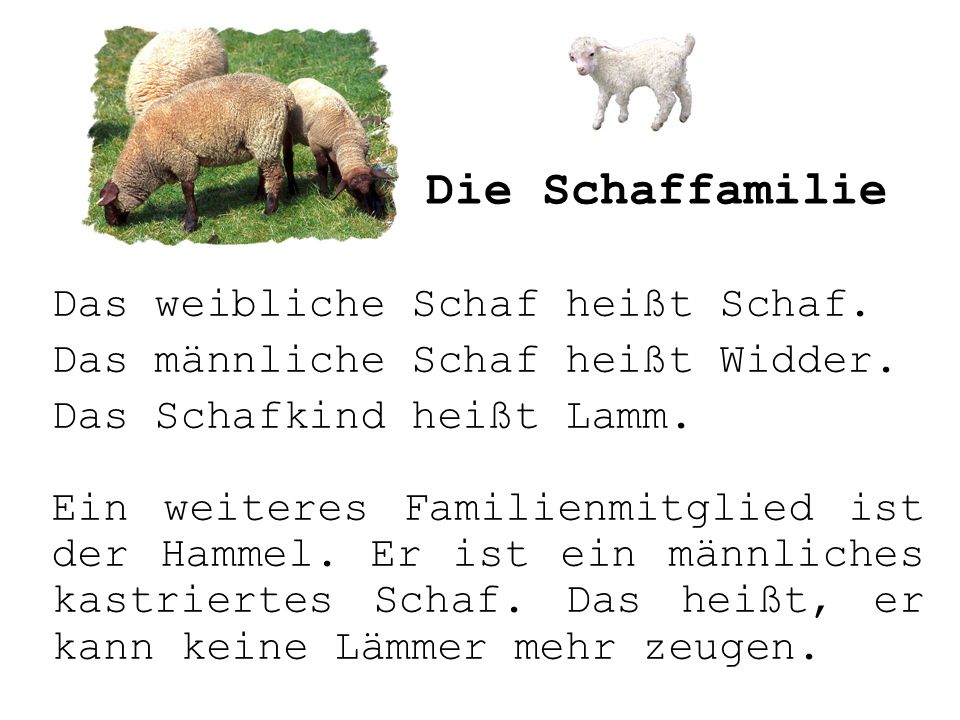 Die Schaffamilie Das weibliche Schaf heißt Schaf.