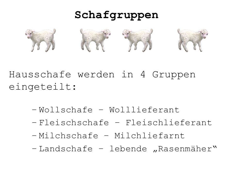 Schafgruppen Hausschafe werden in 4 Gruppen eingeteilt: