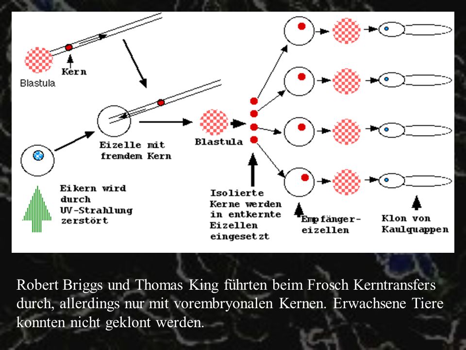 Robert Briggs und Thomas King führten beim Frosch Kerntransfers durch, allerdings nur mit vorembryonalen Kernen.