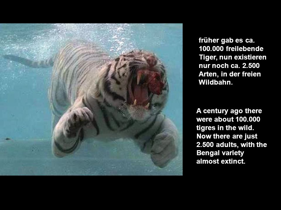 früher gab es ca freilebende Tiger, nun existieren nur noch ca Arten, in der freien Wildbahn.
