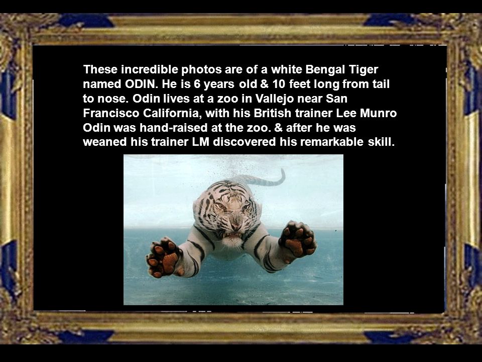 These incredible photos are of a white Bengal Tiger named ODIN