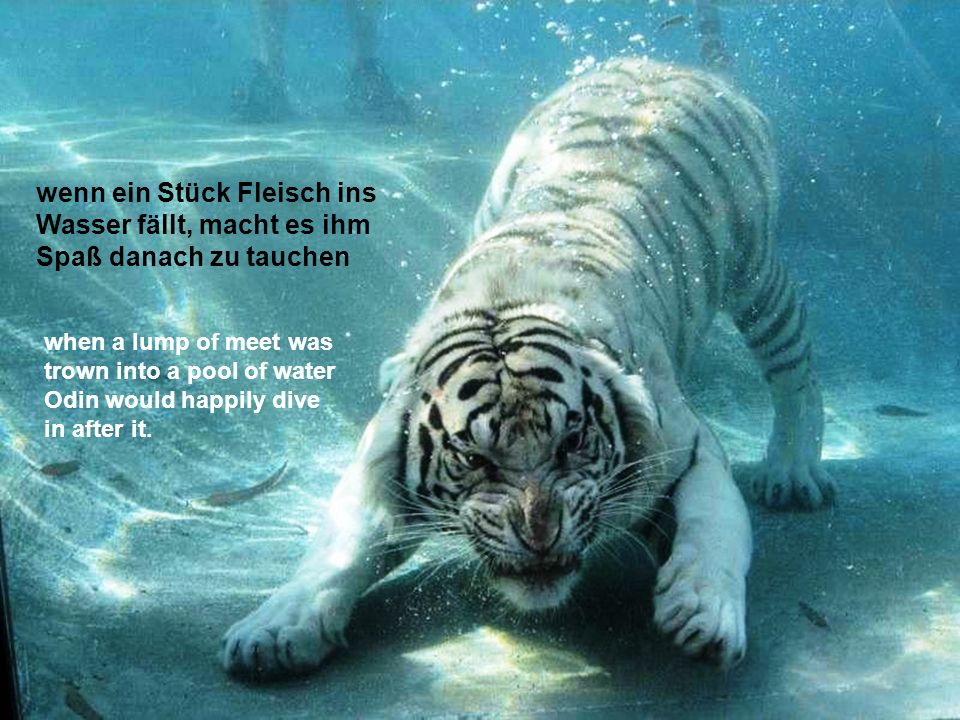 wenn ein Stück Fleisch ins Wasser fällt, macht es ihm Spaß danach zu tauchen
