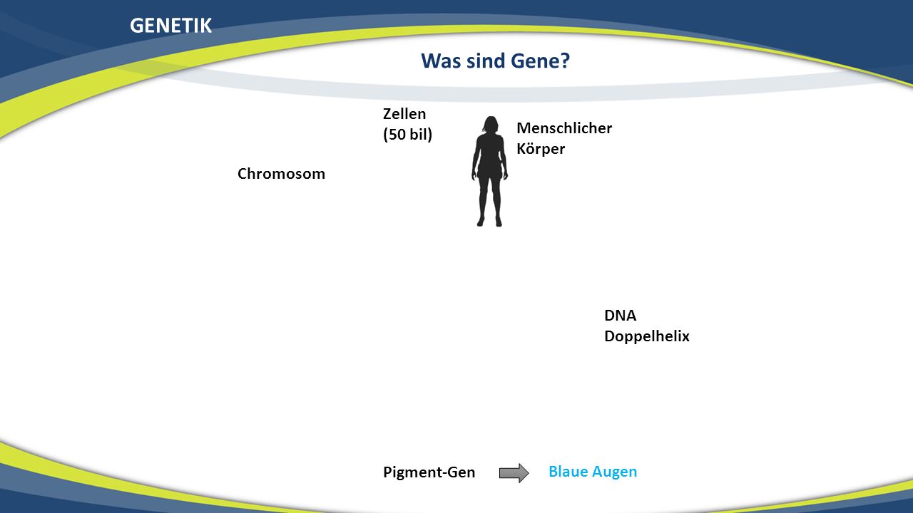 GENETIK Was sind Gene Zellen (50 bil) Menschlicher Körper Chromosom