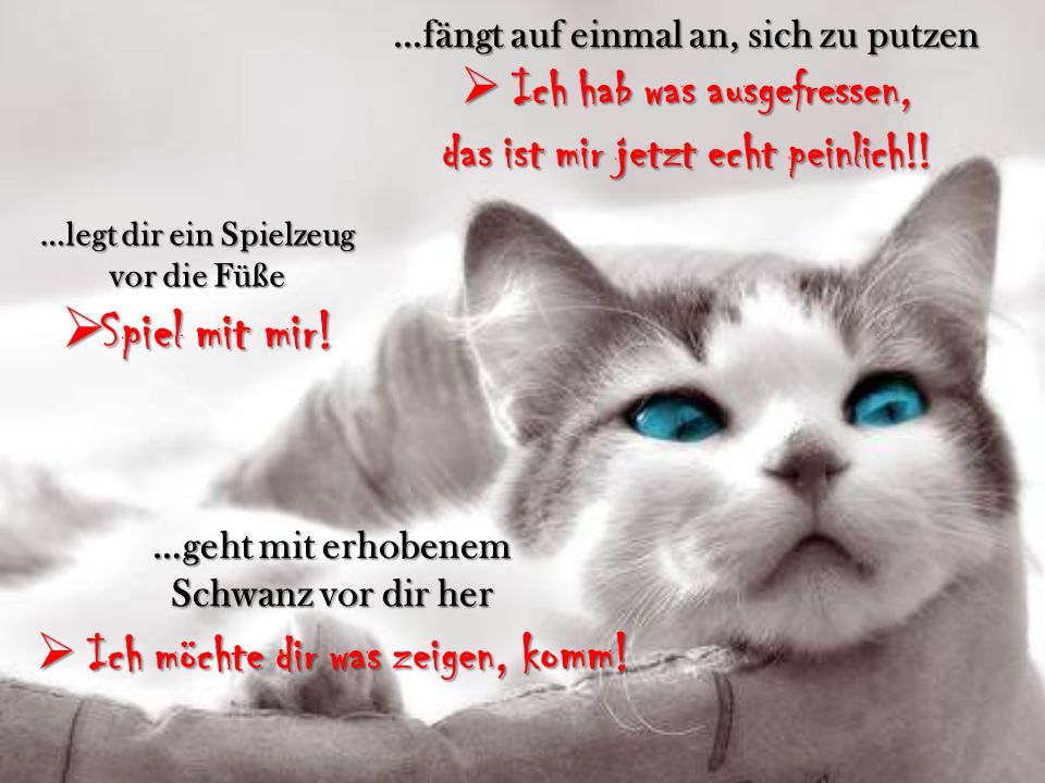 Spiel mit mir! Ich hab was ausgefressen,