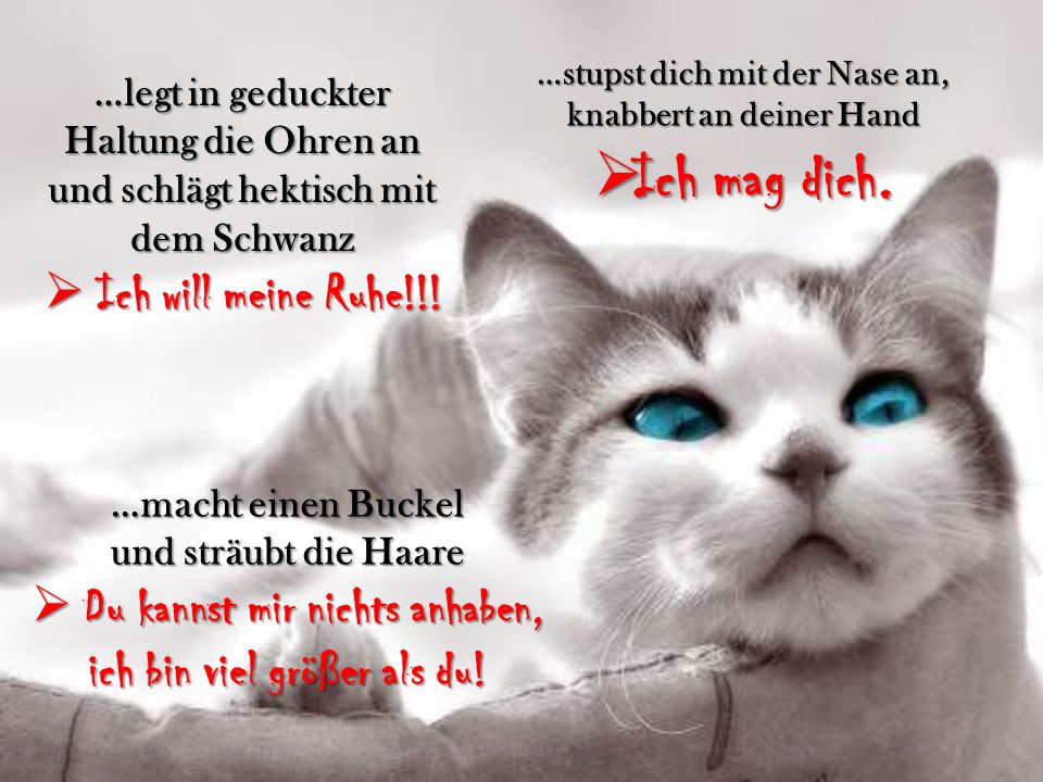 Ich mag dich. Ich will meine Ruhe!!! Du kannst mir nichts anhaben,