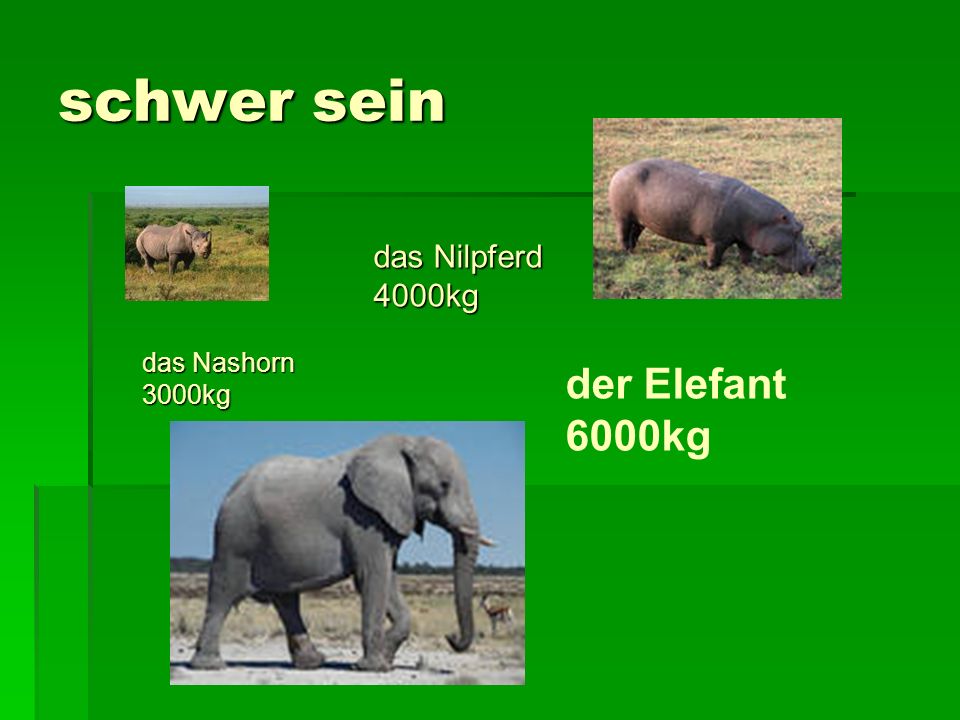 schwer sein das Nilpferd 4000kg das Nashorn 3000kg der Elefant 6000kg