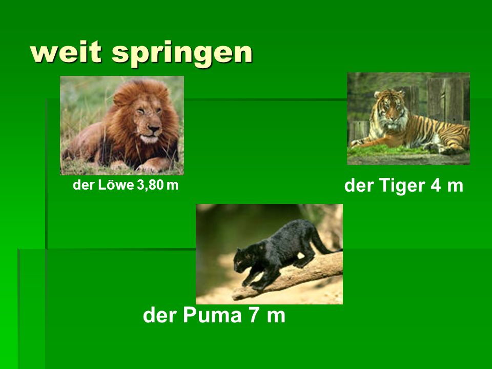 weit springen der Löwe 3,80 m der Tiger 4 m der Puma 7 m