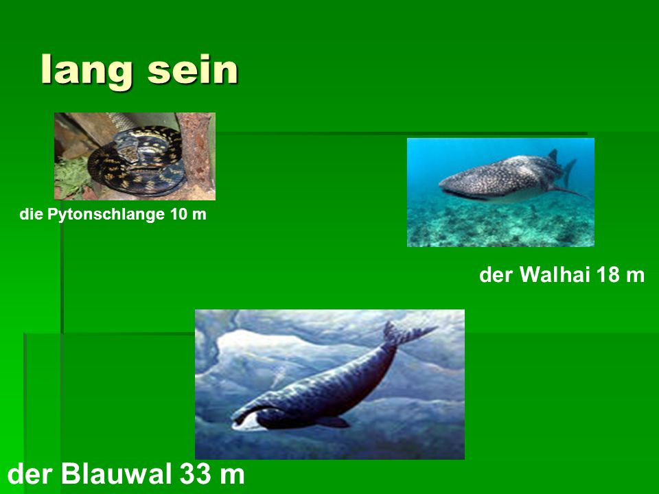 lang sein die Pytonschlange 10 m der Walhai 18 m der Blauwal 33 m