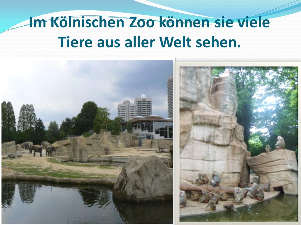 Im Kölnischen Zoo können sie viele Tiere aus aller Welt sehen.