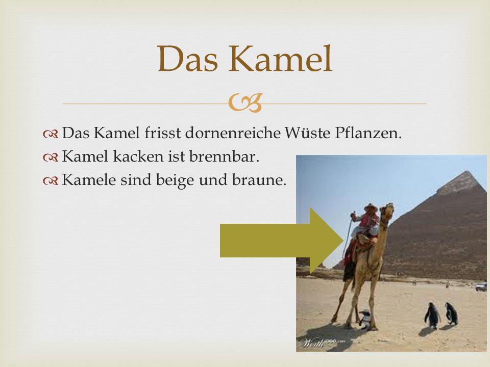 Das Kamel Das Kamel frisst dornenreiche Wüste Pflanzen.