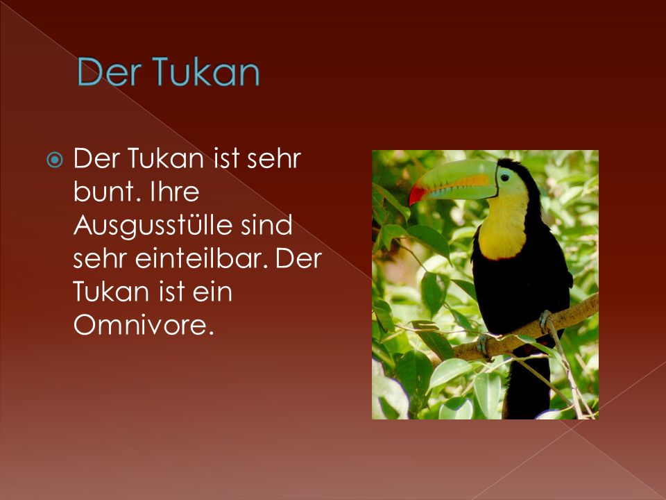 Der Tukan Der Tukan ist sehr bunt. Ihre Ausgusstülle sind sehr einteilbar.