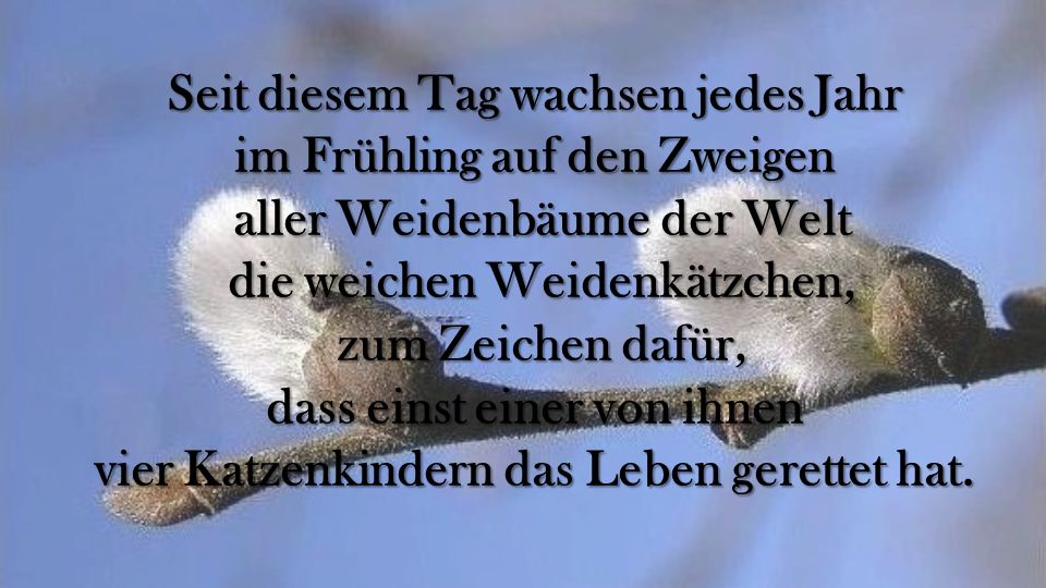 Seit diesem Tag wachsen jedes Jahr im Frühling auf den Zweigen