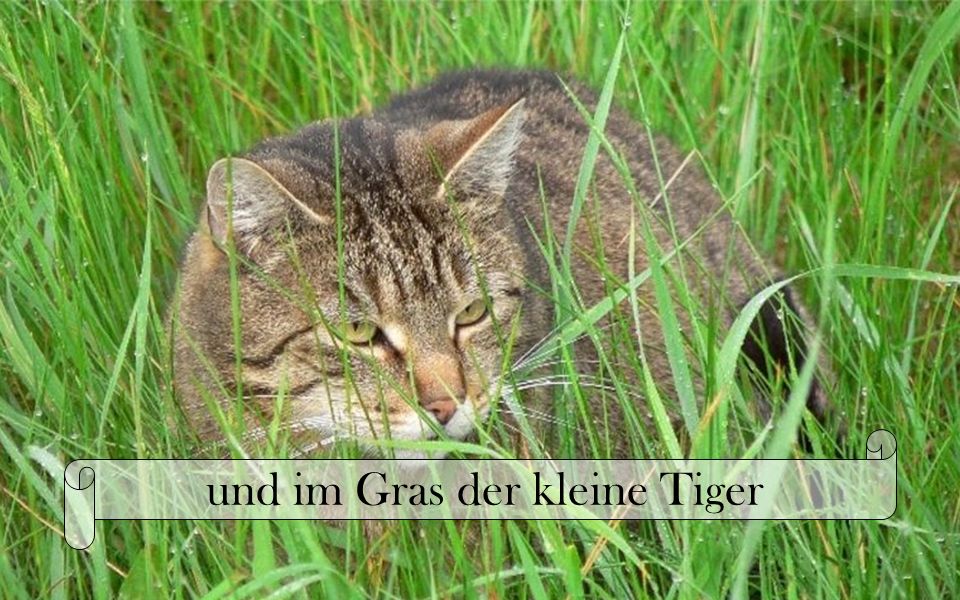 und im Gras der kleine Tiger