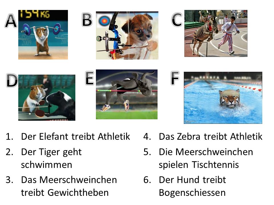 A B C E F D Der Elefant treibt Athletik Der Tiger geht schwimmen