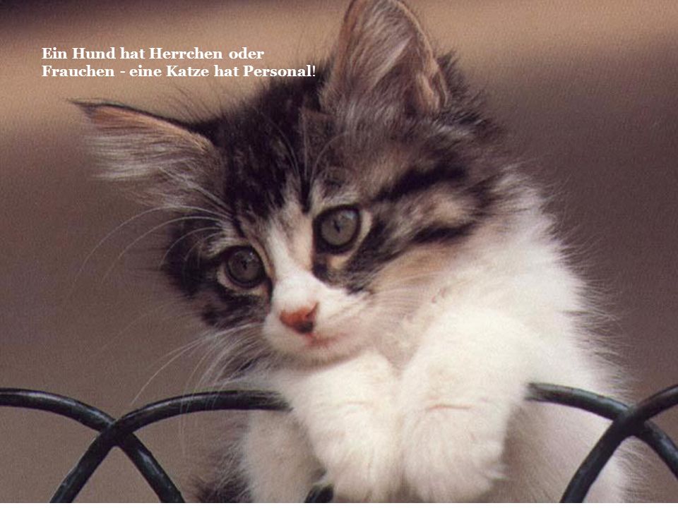 Ein Hund hat Herrchen oder Frauchen - eine Katze hat Personal!