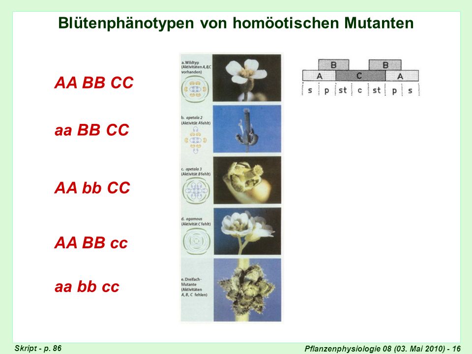 Genetische Erklärung der Blütenphänotypen