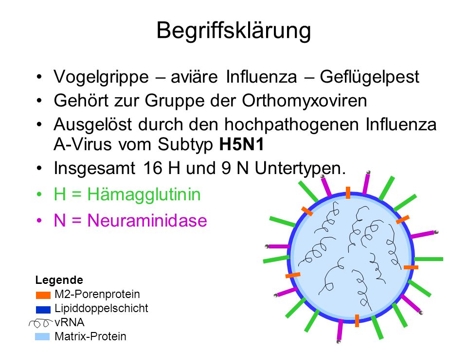 Begriffsklärung Vogelgrippe – aviäre Influenza – Geflügelpest