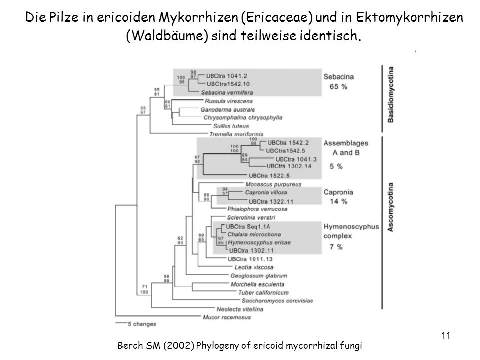 Berch SM (2002) Phylogeny of ericoid mycorrhizal fungi