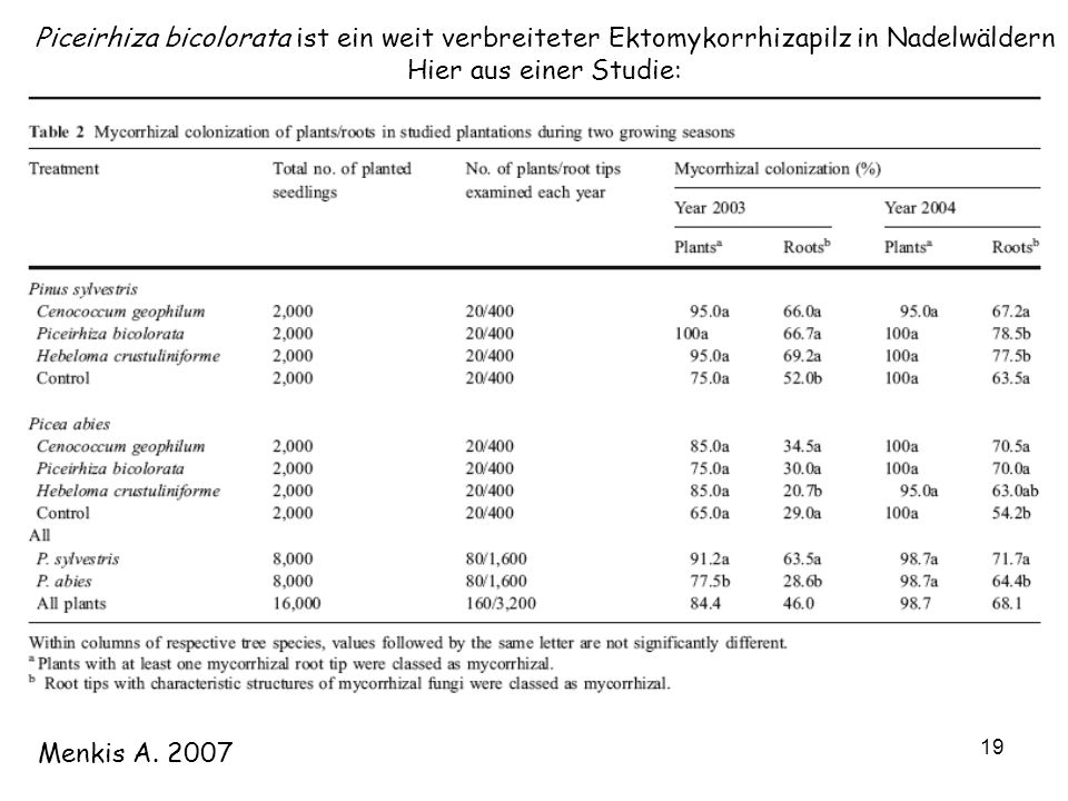 Piceirhiza bicolorata ist ein weit verbreiteter Ektomykorrhizapilz in Nadelwäldern