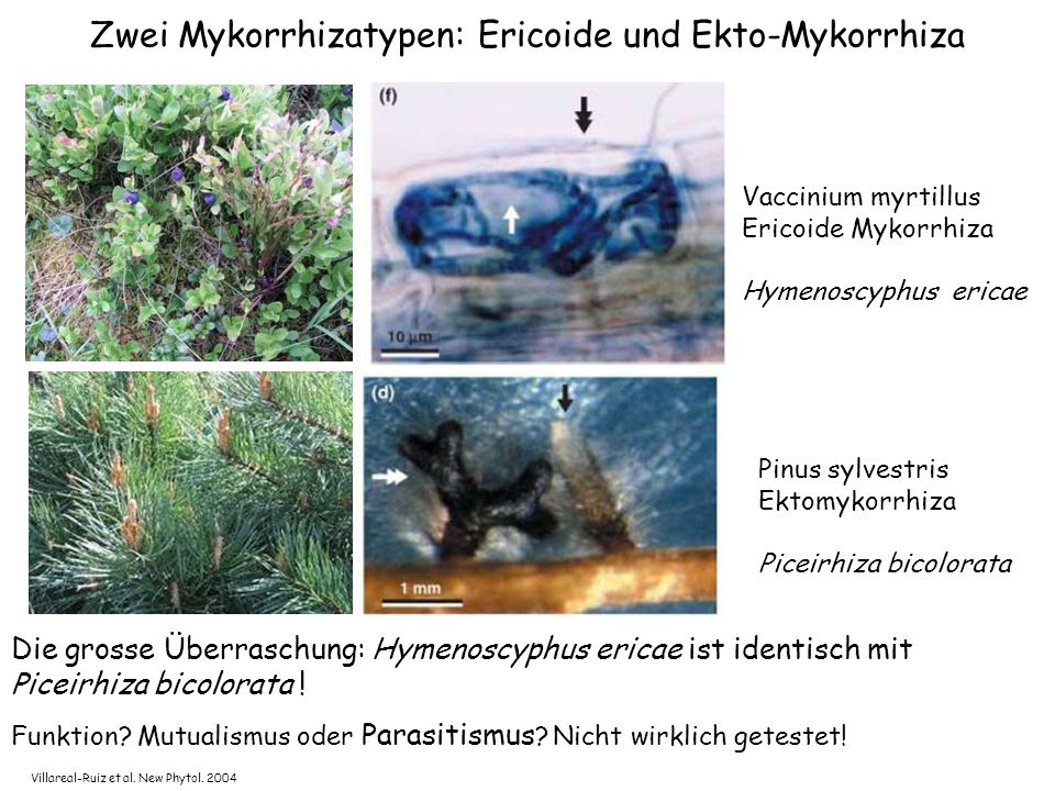 Zwei Mykorrhizatypen: Ericoide und Ekto-Mykorrhiza