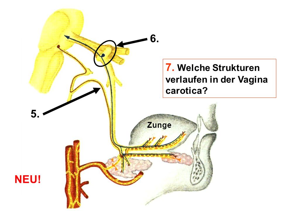 7. Welche Strukturen verlaufen in der Vagina carotica