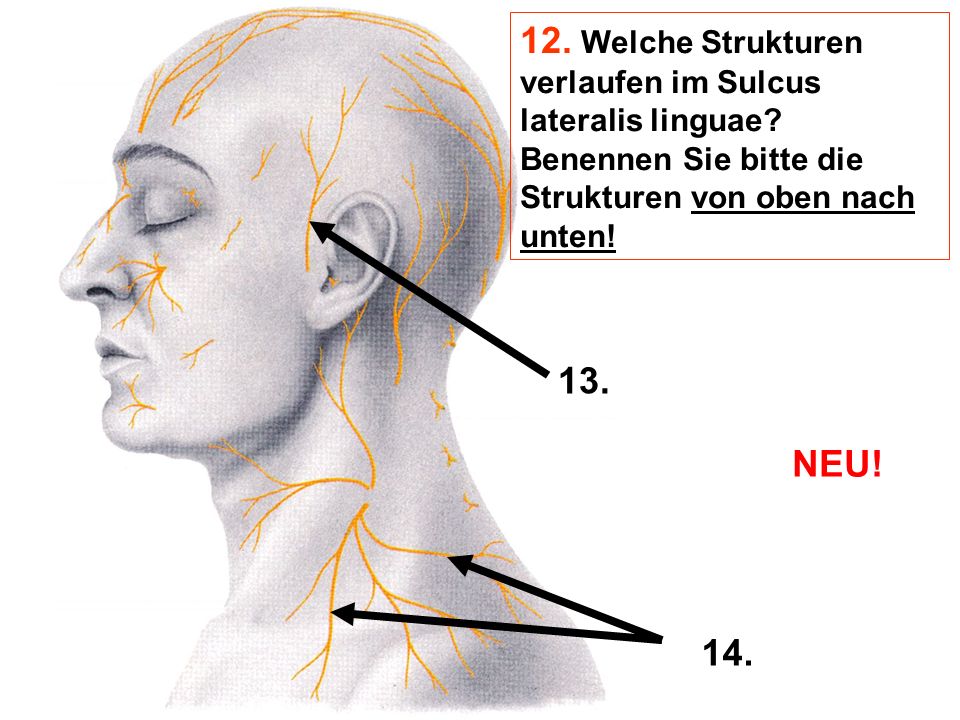 12. Welche Strukturen verlaufen im Sulcus lateralis linguae