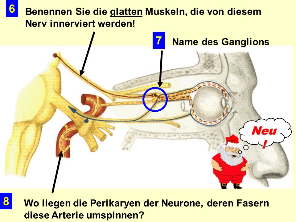 6 Benennen Sie die glatten Muskeln, die von diesem Nerv innerviert werden! 7. Name des Ganglions.