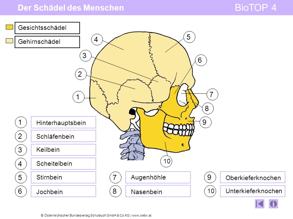 Der Schädel des Menschen