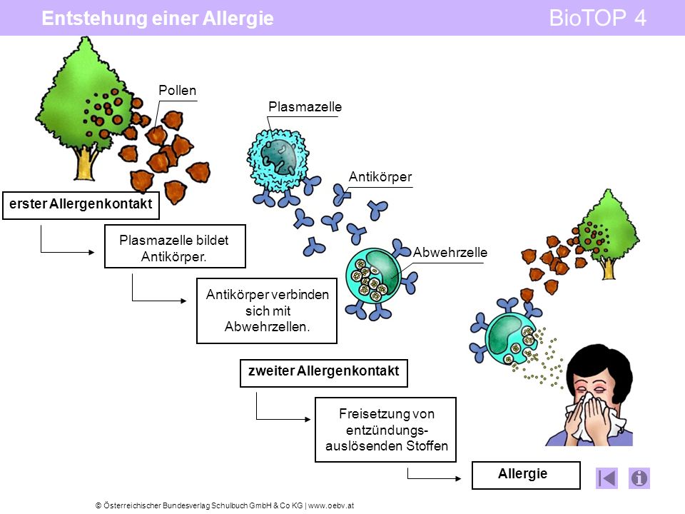 Entstehung einer Allergie