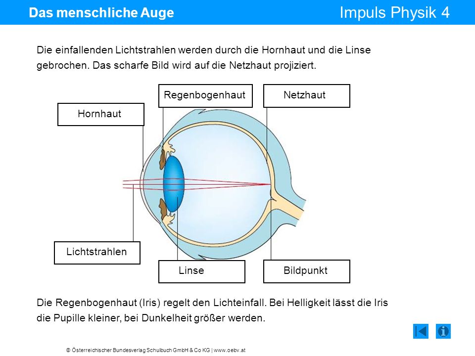 Auge und Kamera Das menschliche Auge Strahlengang in der Kamera. - ppt  video online herunterladen