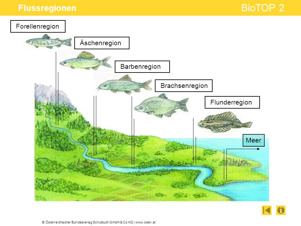 Flussregionen Forellenregion Äschenregion Barbenregion Brachsenregion