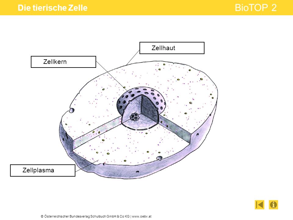 Die tierische Zelle Zellkern Zellplasma Zellhaut