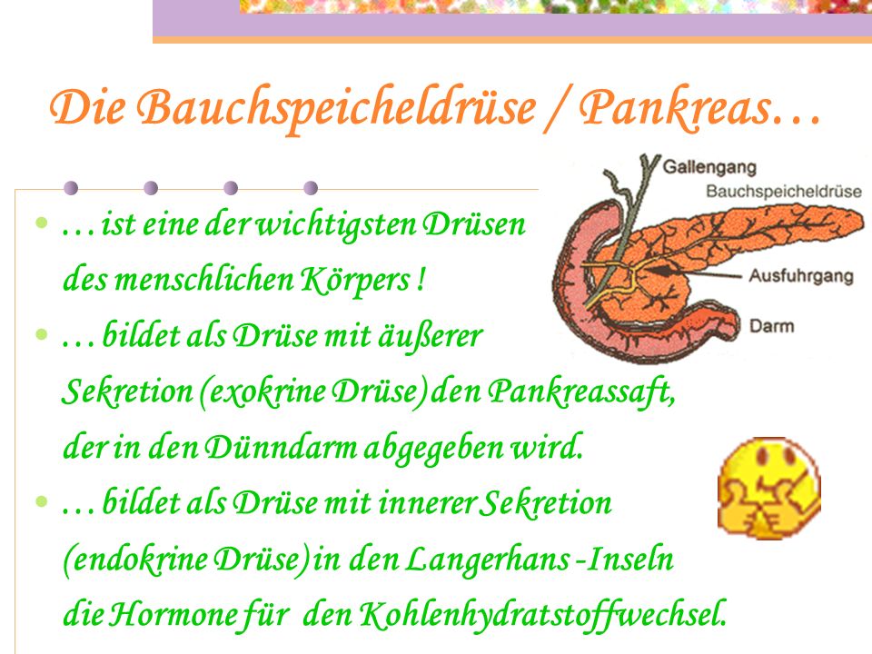Die Bauchspeicheldrüse / Pankreas…