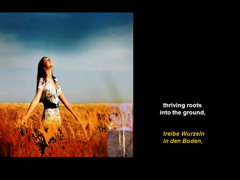 thriving roots into the ground, treibe Wurzeln in den Boden,