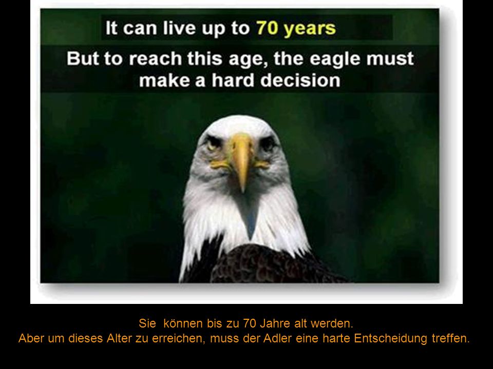 Sie können bis zu 70 Jahre alt werden.