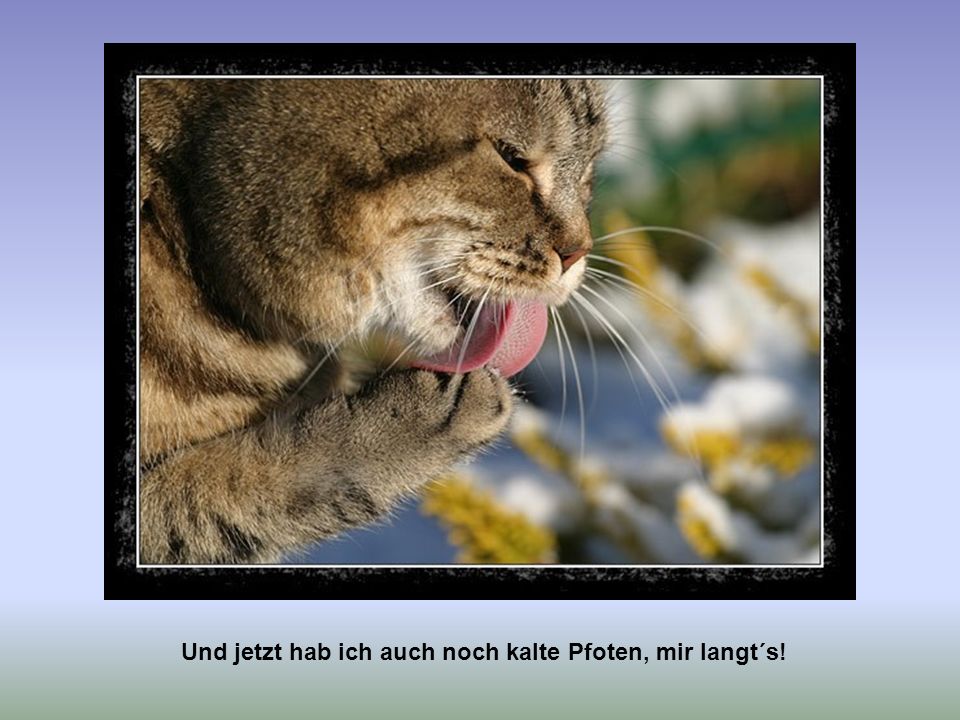Und jetzt hab ich auch noch kalte Pfoten, mir langt´s!