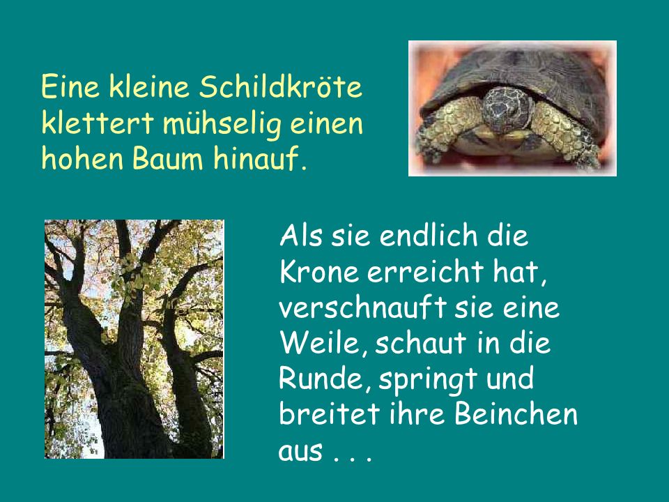 Eine kleine Schildkröte klettert mühselig einen hohen Baum hinauf.