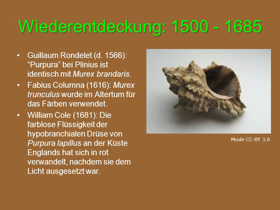 Wiederentdeckung: Guillaum Rondelet (d. 1566): Purpura bei Plinius ist identisch mit Murex brandaris.